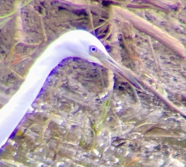 Little Blue Heron - ML621556365