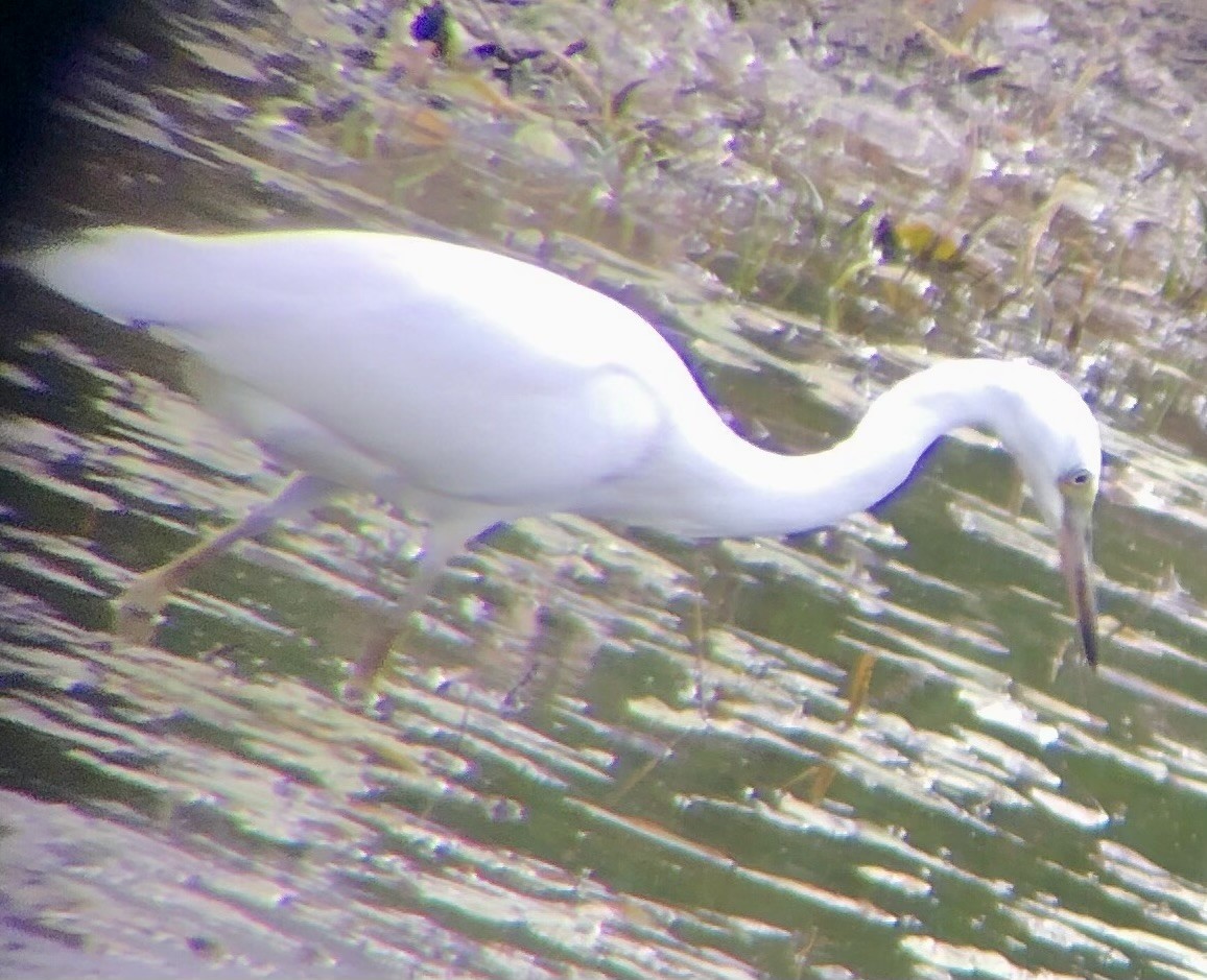 Little Blue Heron - ML621556366