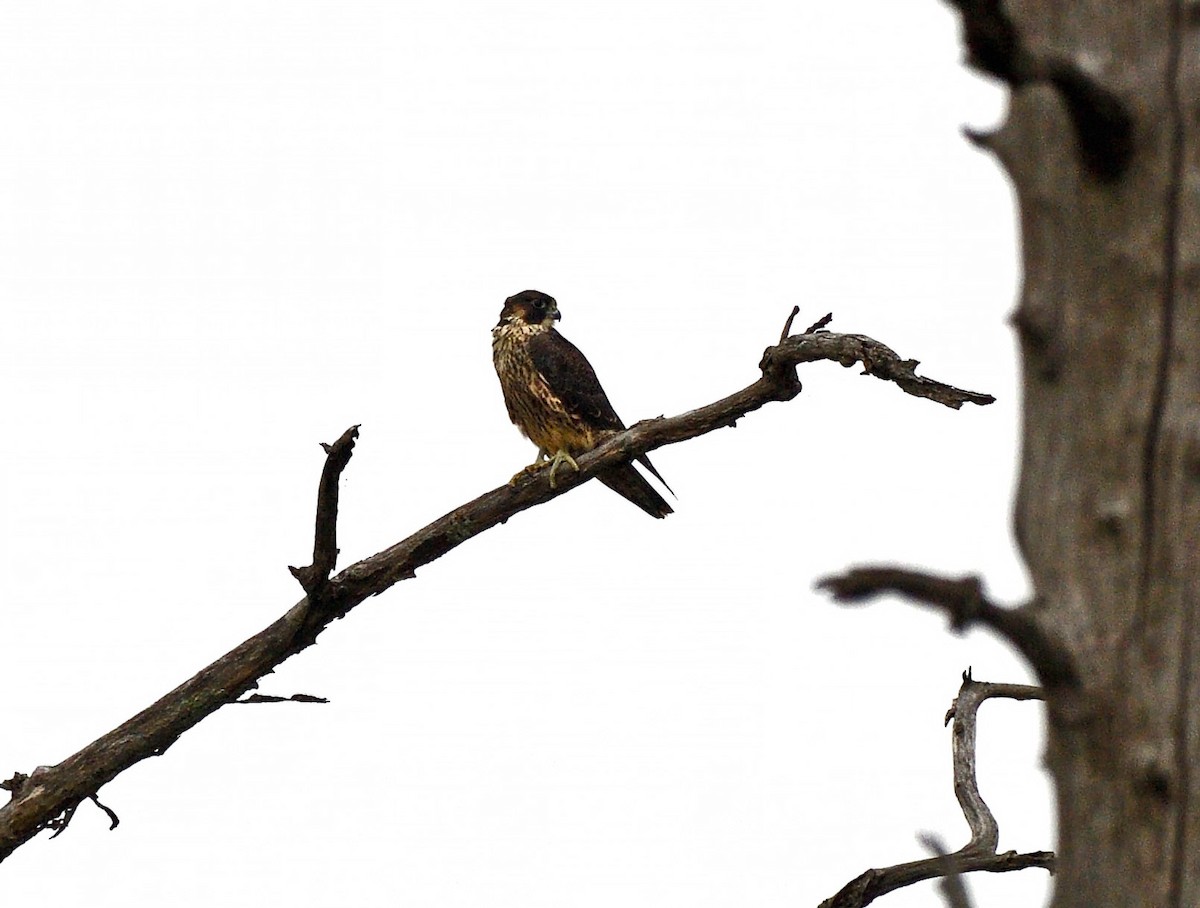 Peregrine Falcon - Tom Long