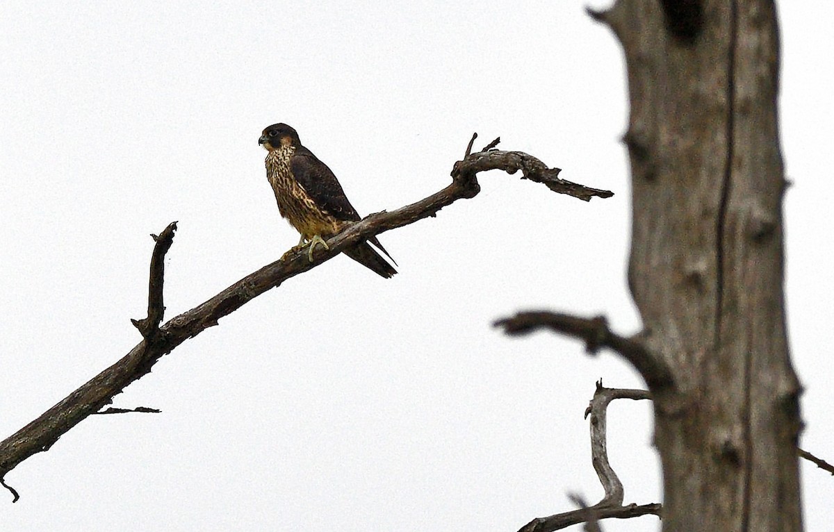 Halcón Peregrino - ML621556513