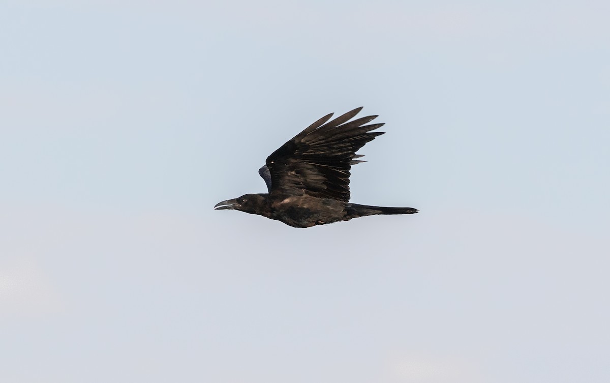 Common Raven - ML621556665