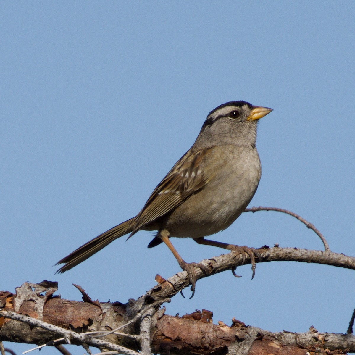 White-crowned Sparrow - ML621556675