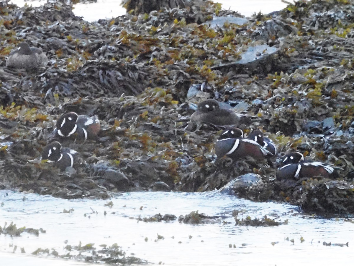 Harlequin Duck - ML621556726