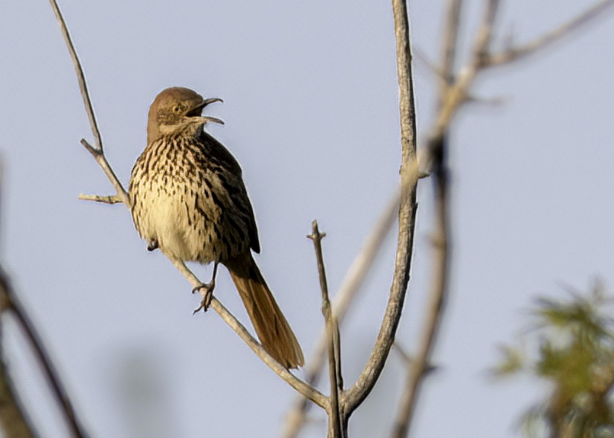 Brown Thrasher - ML621556744