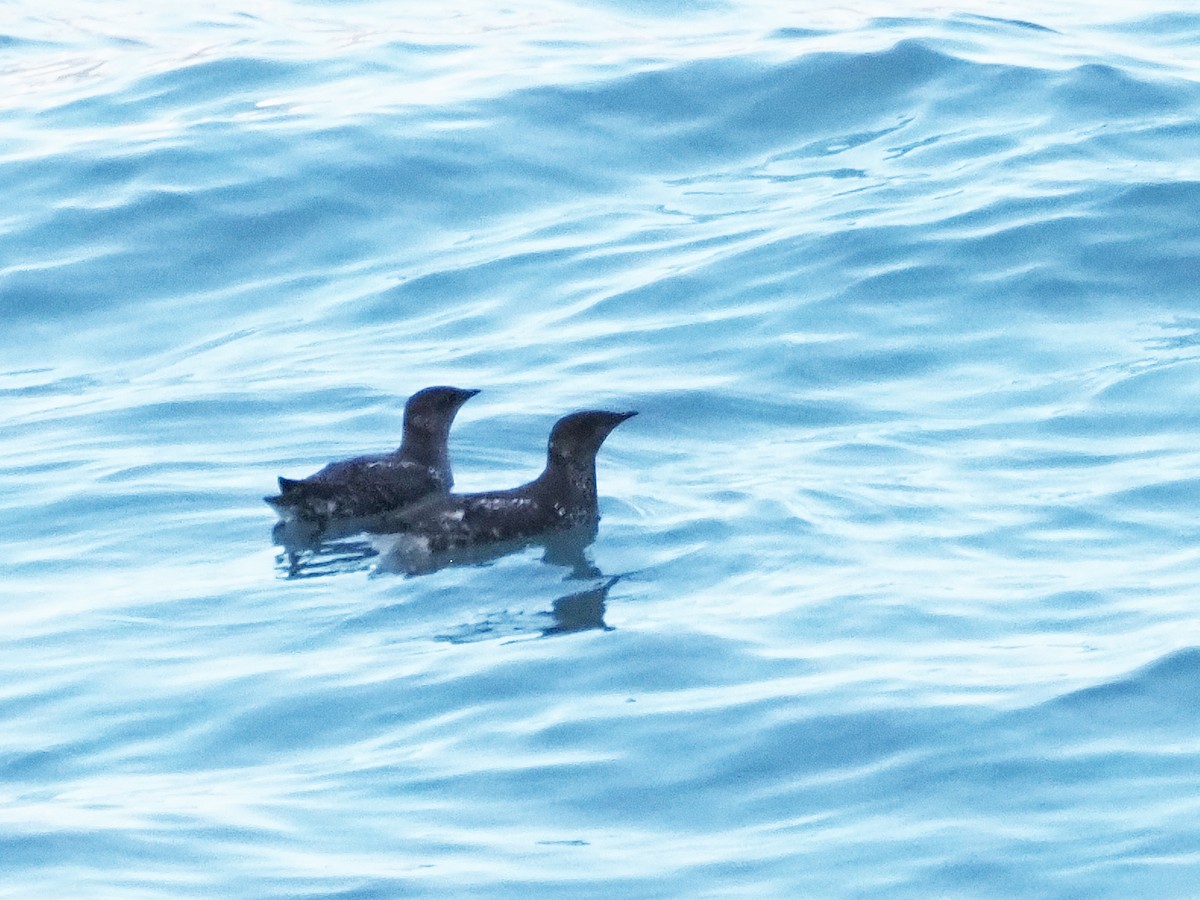 Marbled Murrelet - ML621556749