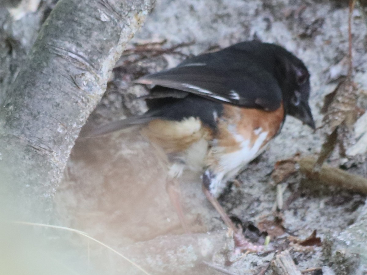 Eastern Towhee - ML621556790