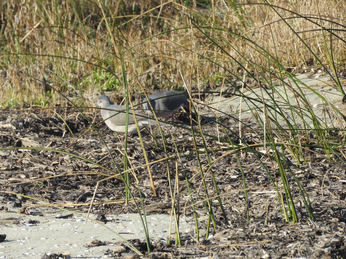 White-tipped Dove - Pablo CP