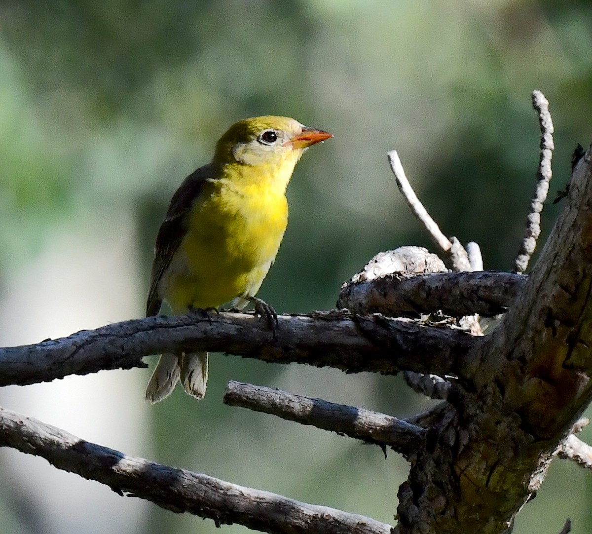 Western Tanager - ML621556879