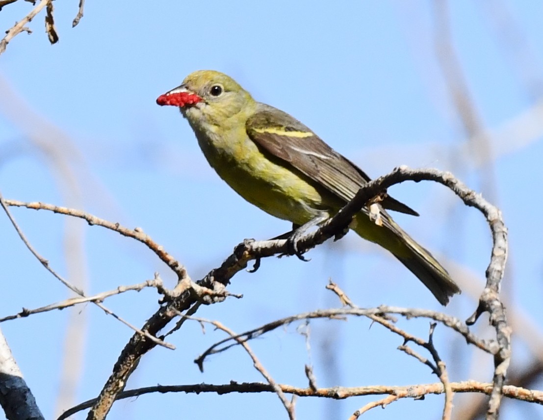 Western Tanager - ML621556895