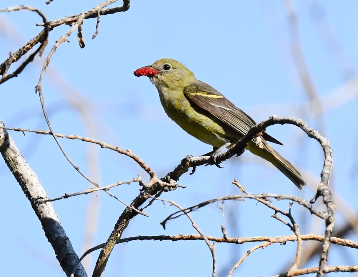 Western Tanager - ML621556896