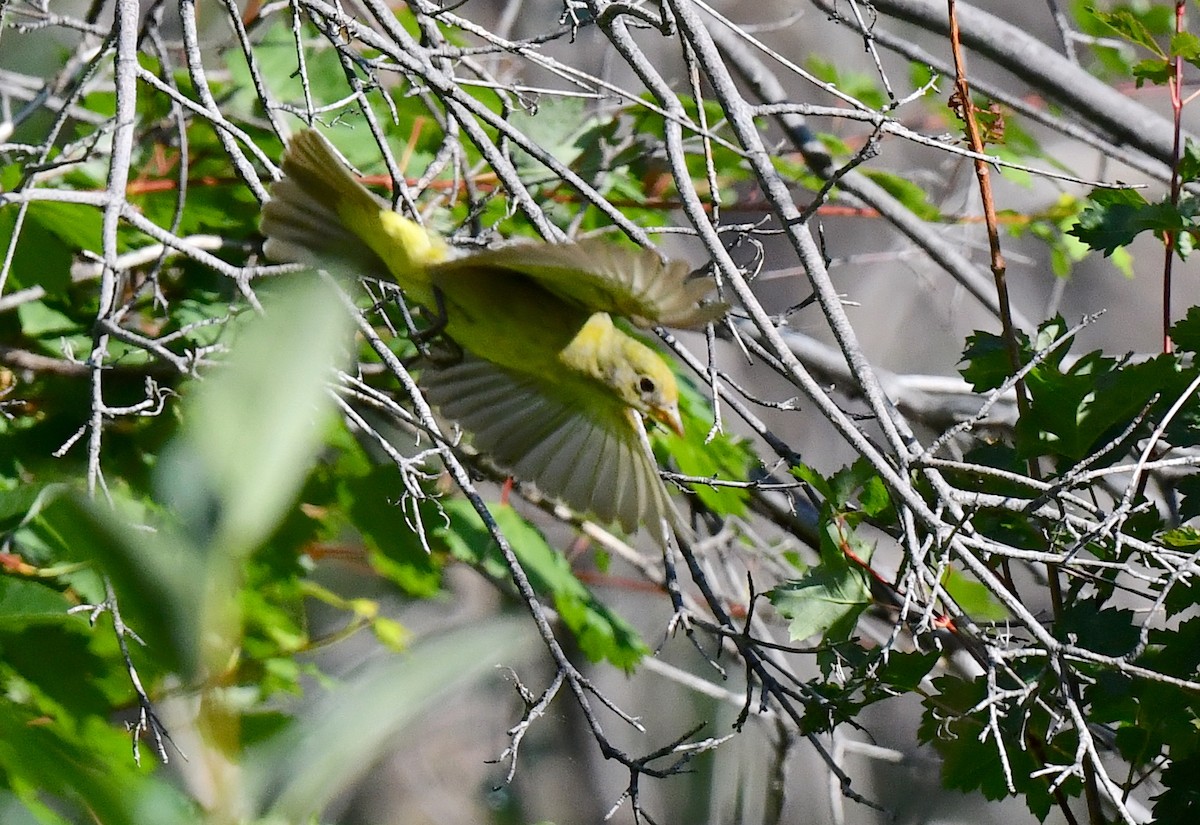 Western Tanager - ML621556897