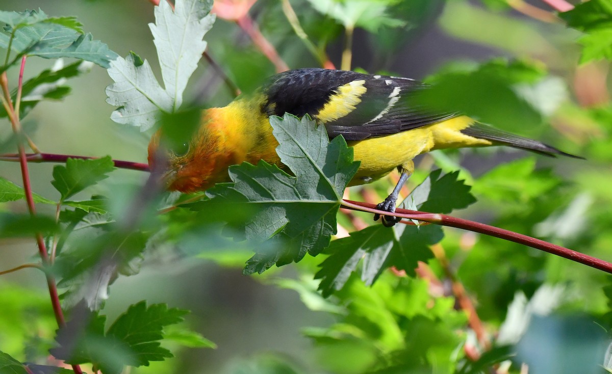 Western Tanager - ML621556902