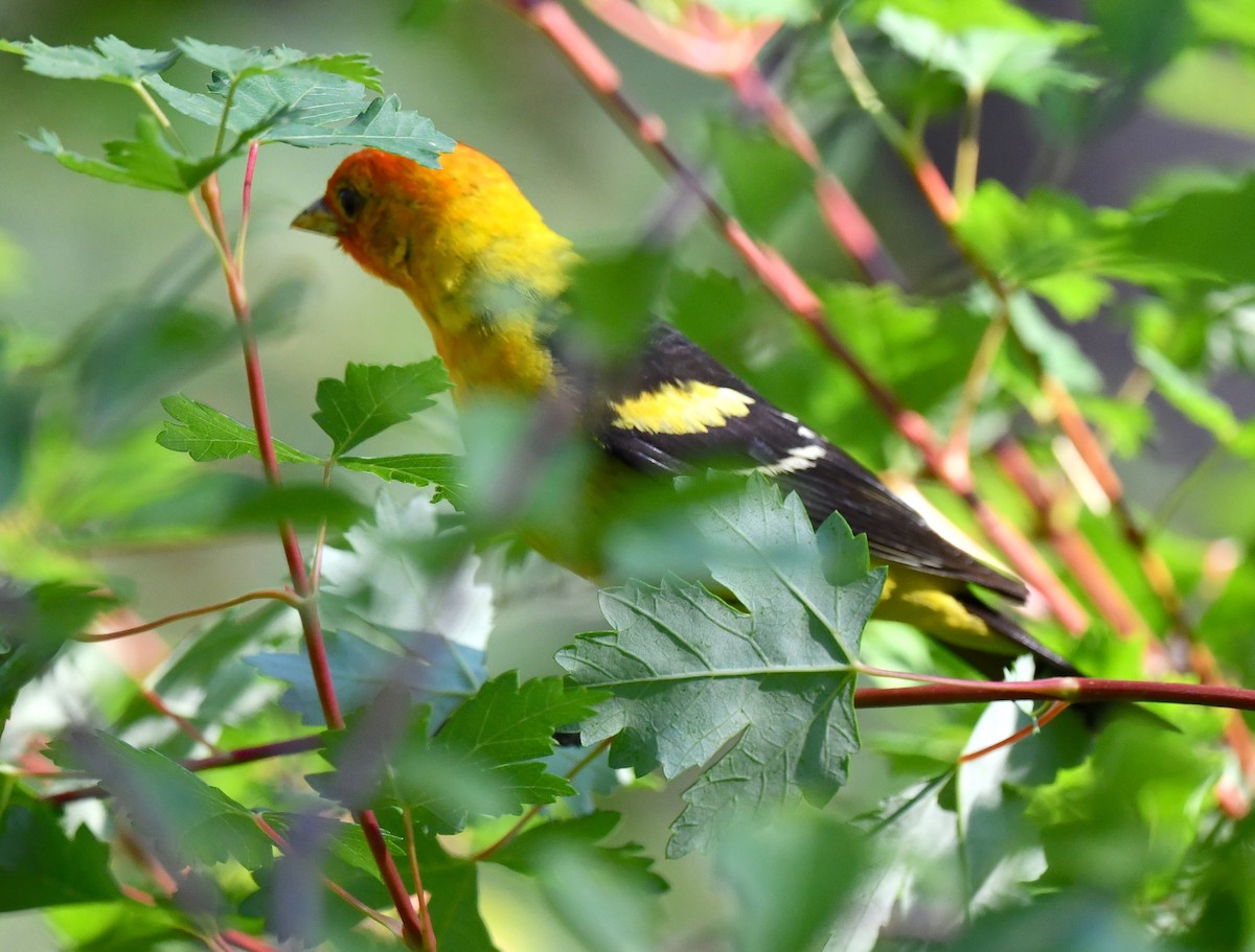 Western Tanager - ML621556903