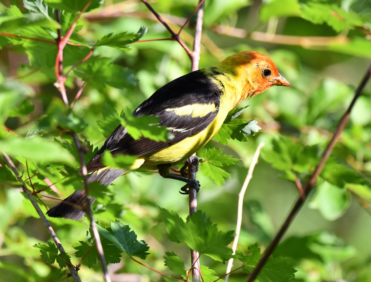 Western Tanager - ML621556905