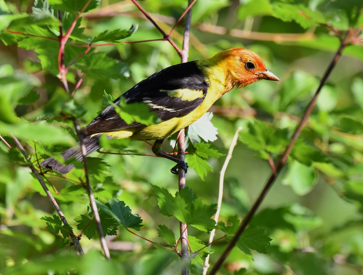 Western Tanager - ML621556906