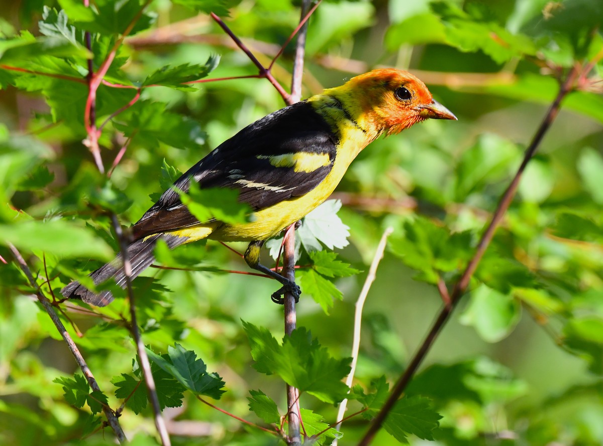 Western Tanager - ML621556907