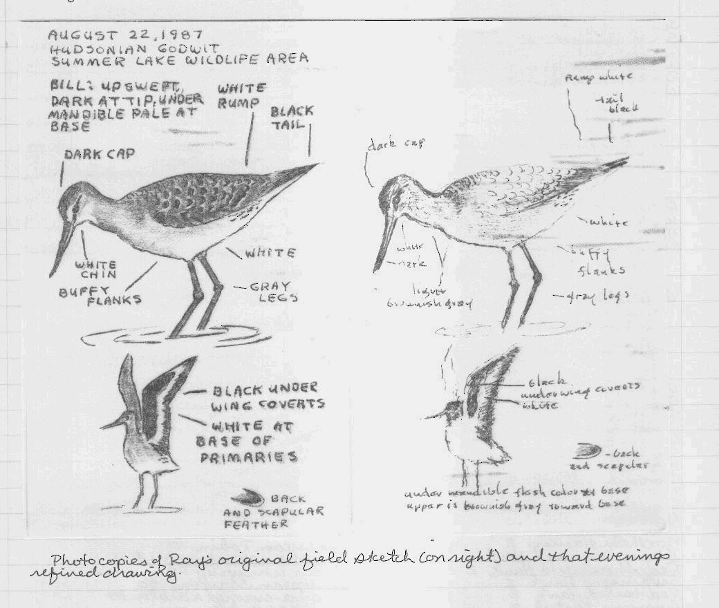 Hudsonian Godwit - ML62155691