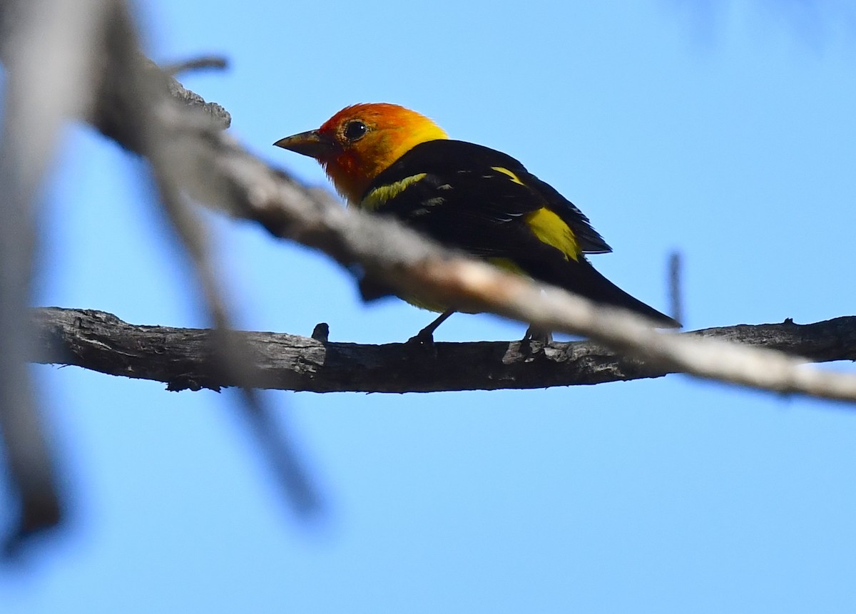 Western Tanager - ML621556912