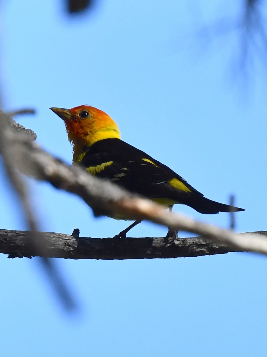 Western Tanager - ML621556913