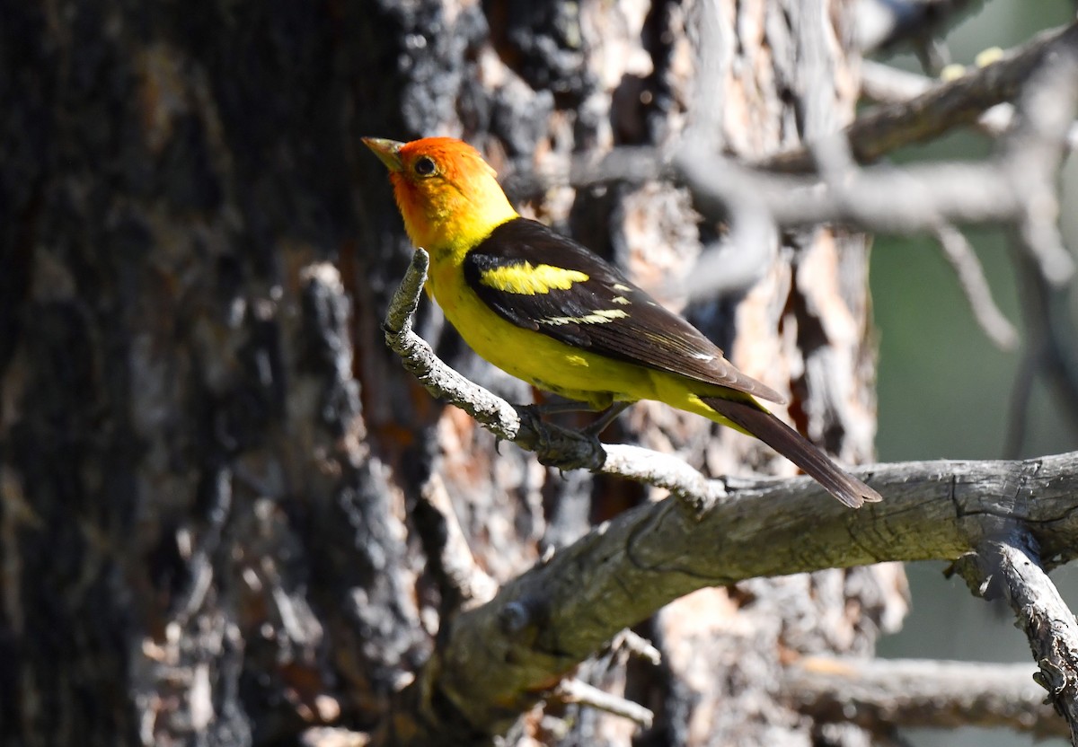 Western Tanager - ML621556914