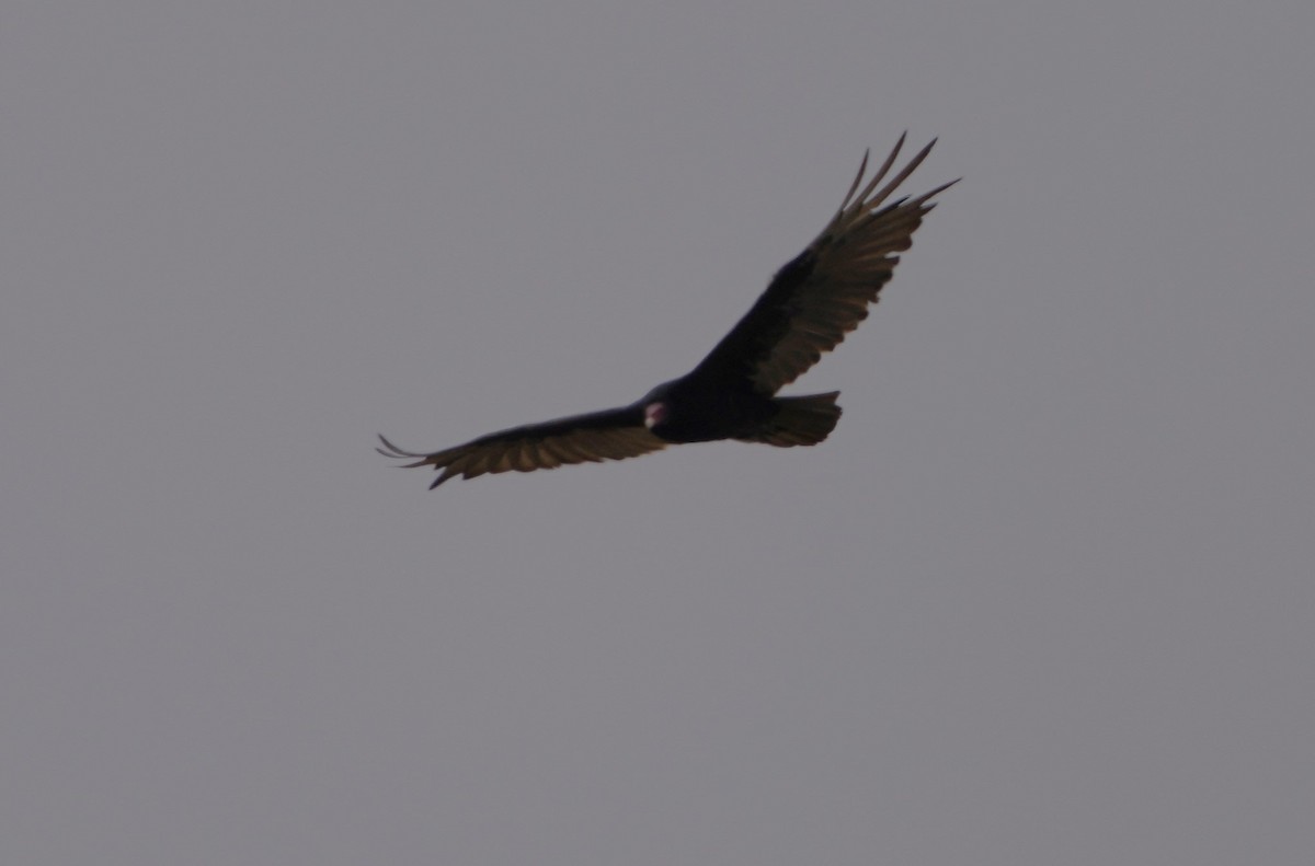 Turkey Vulture - ML621557129