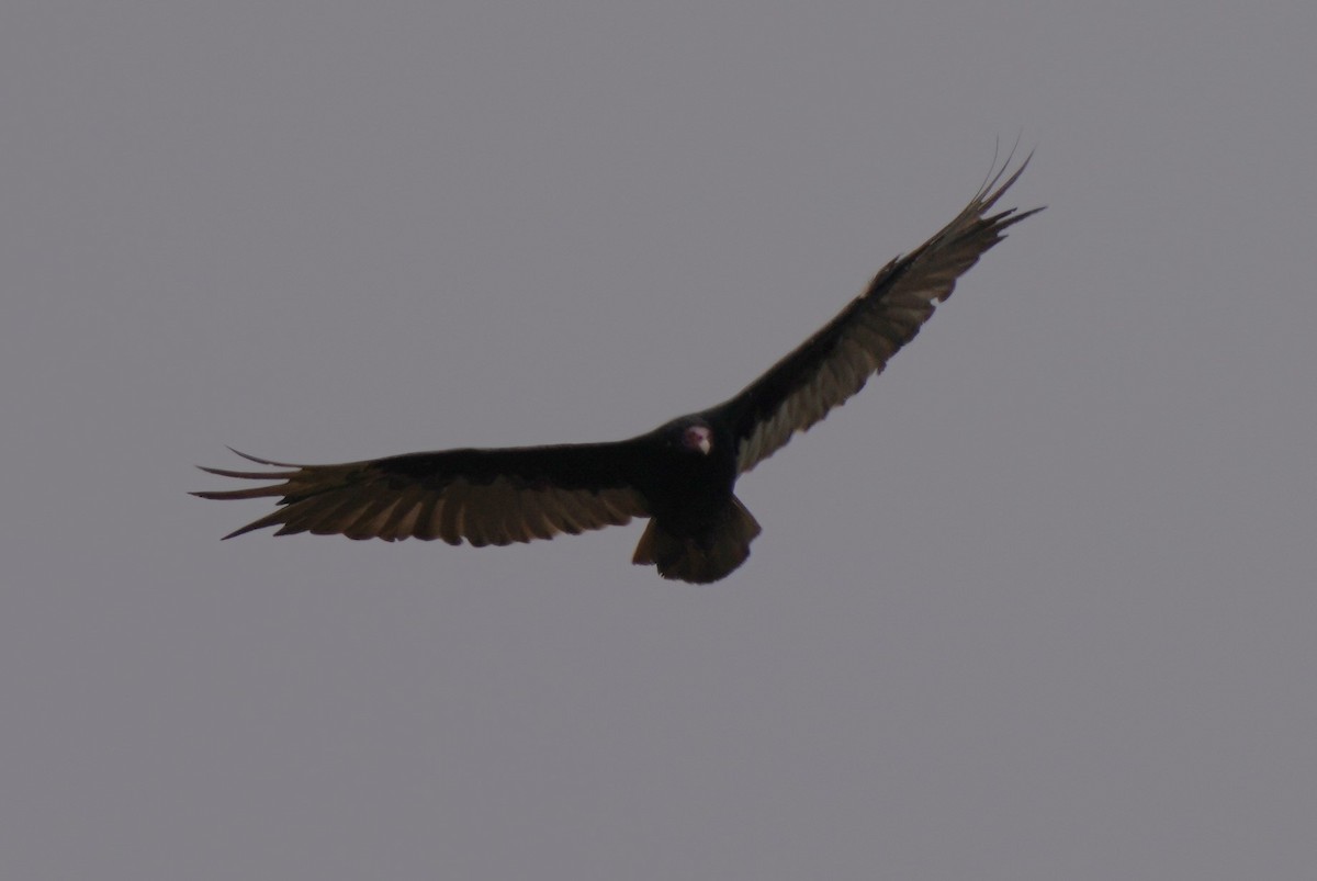 Turkey Vulture - ML621557130