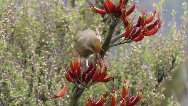 New Zealand Bellbird - ML621557305