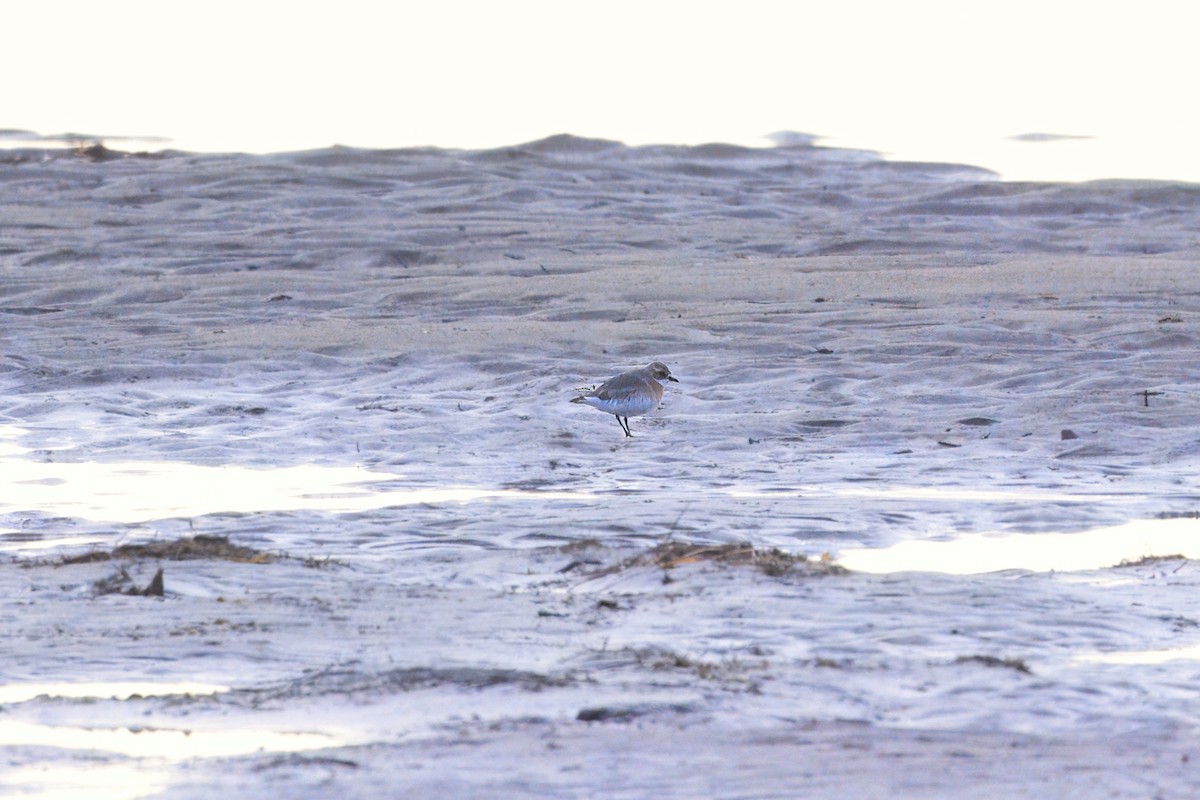 Siberian Sand-Plover - ML621557335