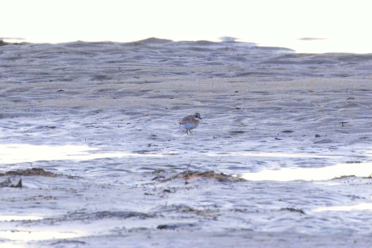 Siberian Sand-Plover - ML621557337