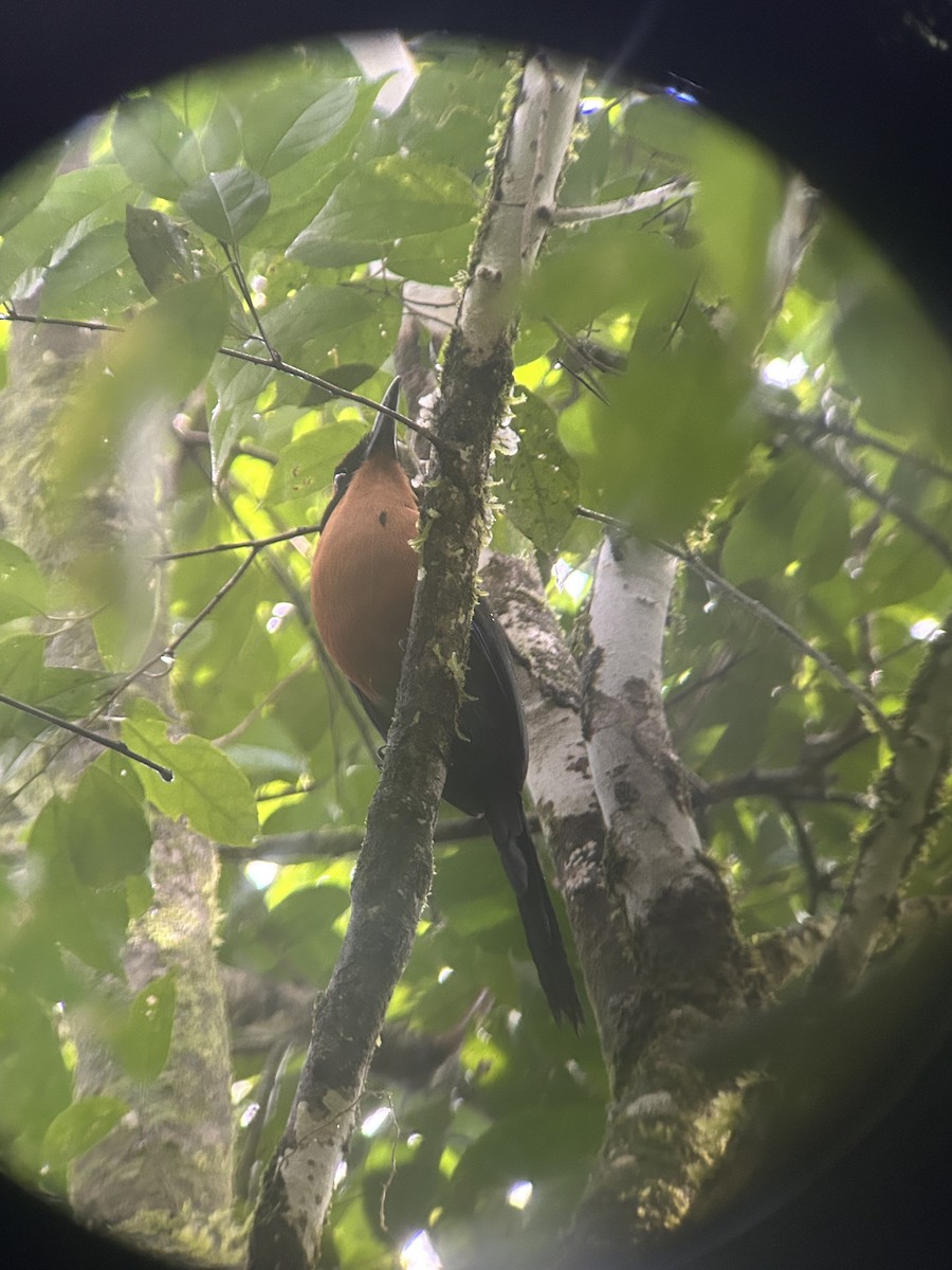 Rufous Motmot - ML621557434