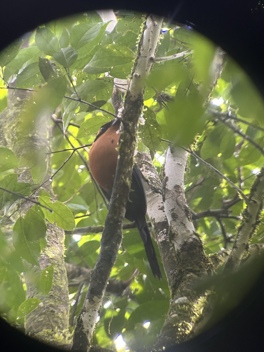 Rufous Motmot - ML621557435