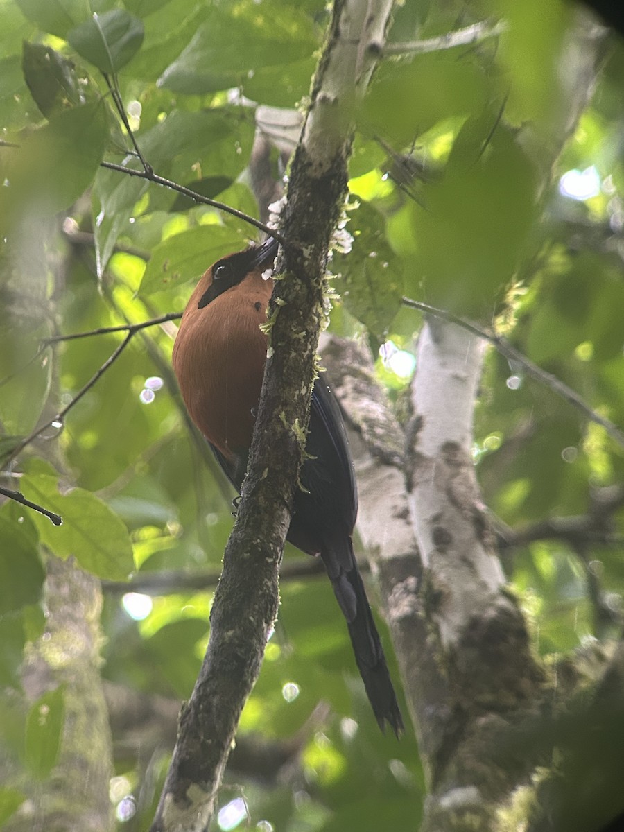 Rufous Motmot - ML621557436