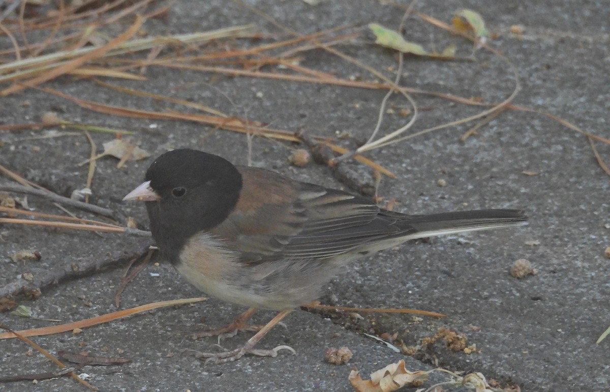 Dark-eyed Junco - ML621557448