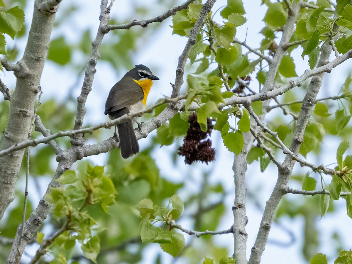 Yellow-breasted Chat - ML621557480
