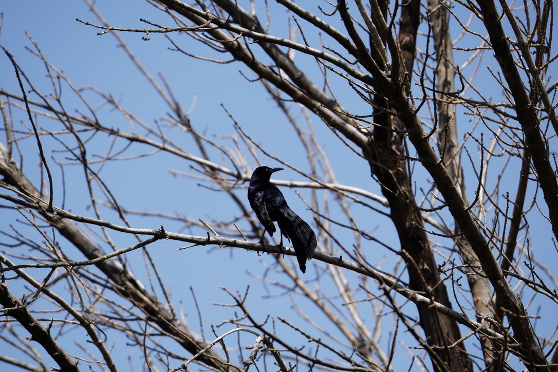 Great-tailed Grackle - ML621557482