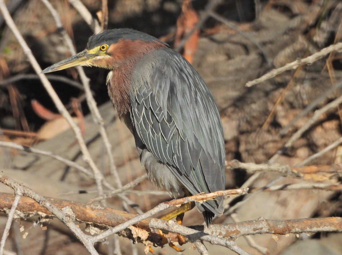 Green Heron - ML621557521