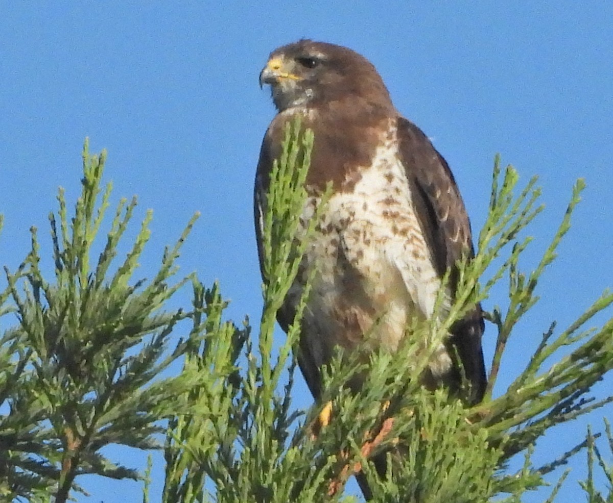 Swainson's Hawk - ML621557537