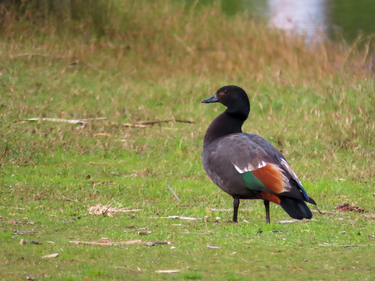 Paradise Shelduck - ML621557557