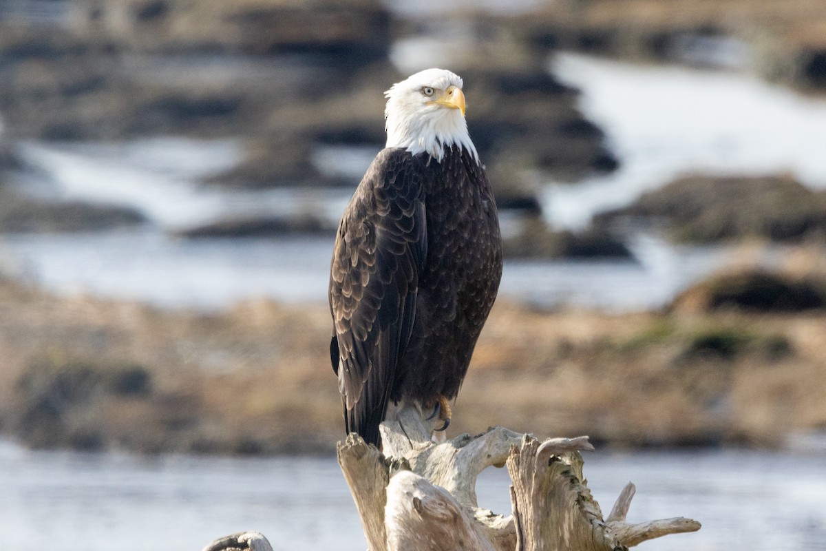 Bald Eagle - ML621557567