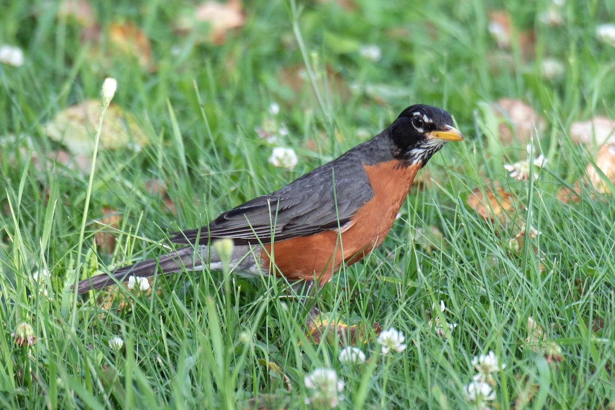 American Robin - ML621557585