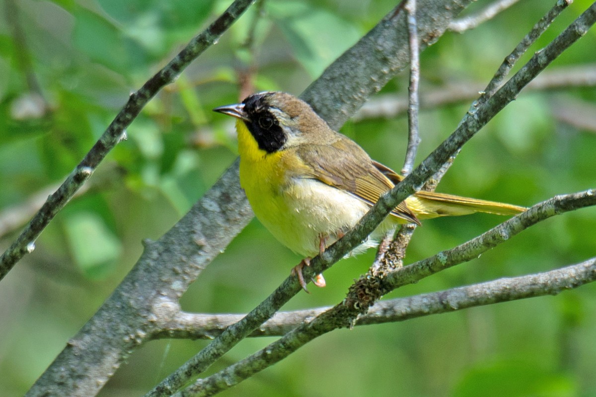 Common Yellowthroat - ML621557600