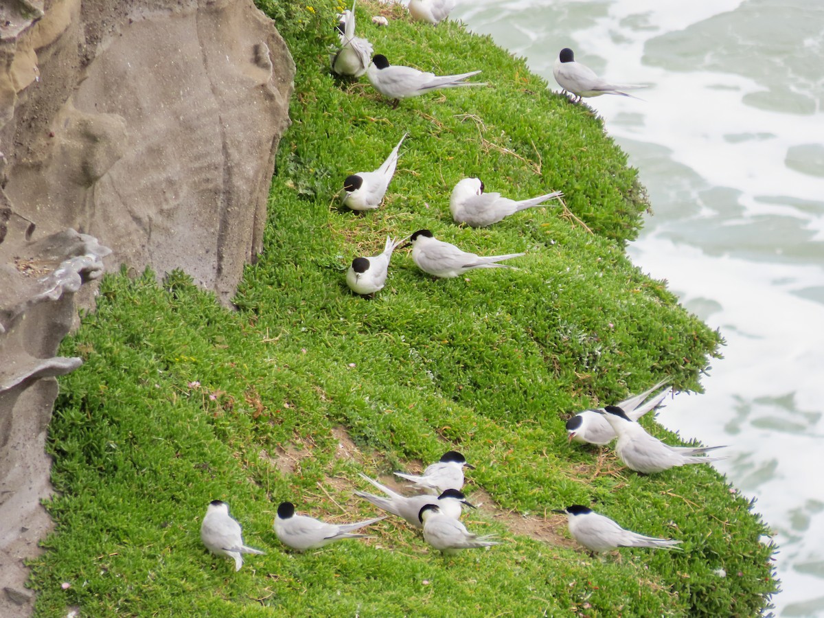 White-fronted Tern - Maria del Castillo