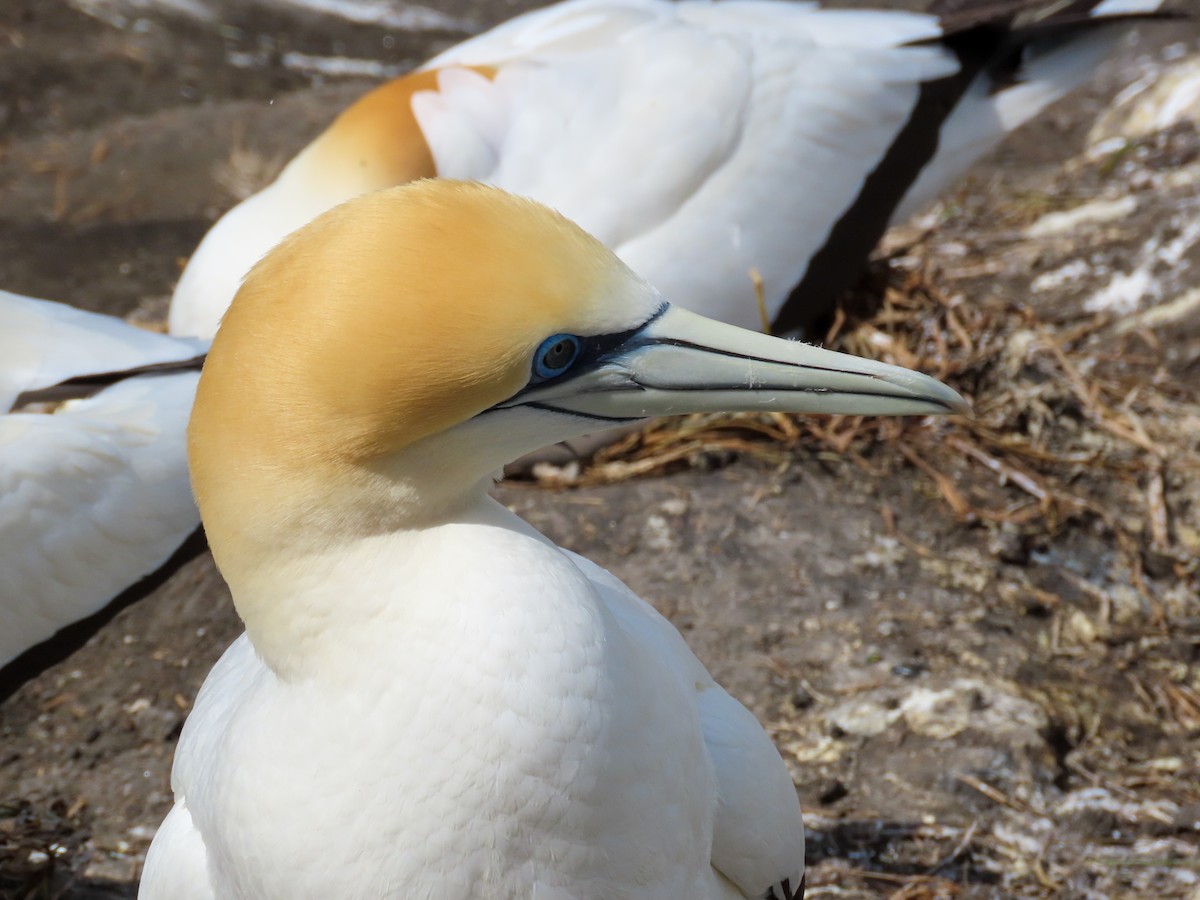 Australasian Gannet - Maria del Castillo