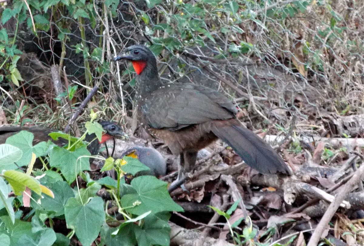 Dusky-legged Guan - ML621557744