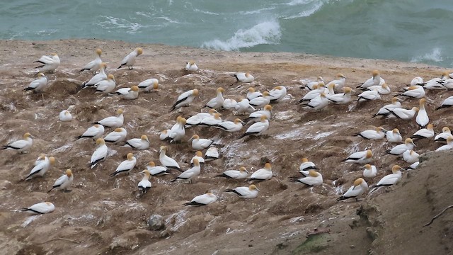 Australasian Gannet - ML621557755