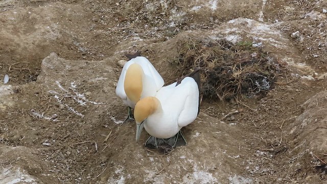 Australasian Gannet - ML621557756