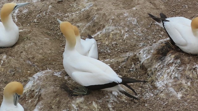 Australasian Gannet - ML621557757