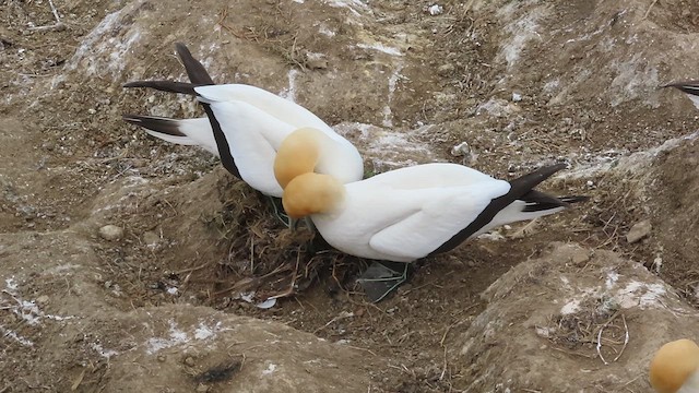 Australasian Gannet - ML621557758