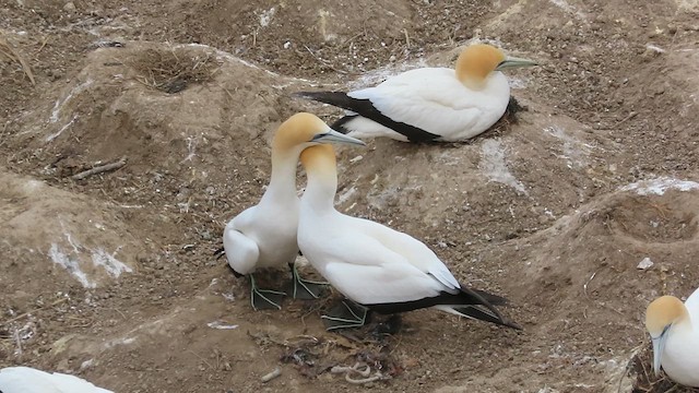 Australasian Gannet - ML621557759
