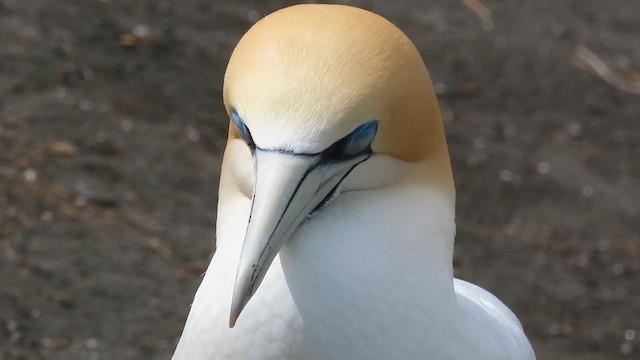 Australasian Gannet - ML621557761